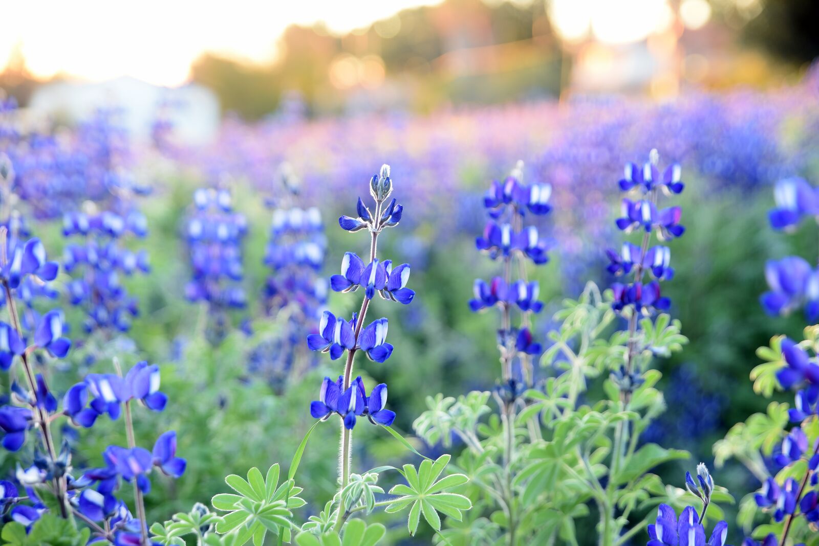 Nikon D750 sample photo. Flora, lupins, nature photography