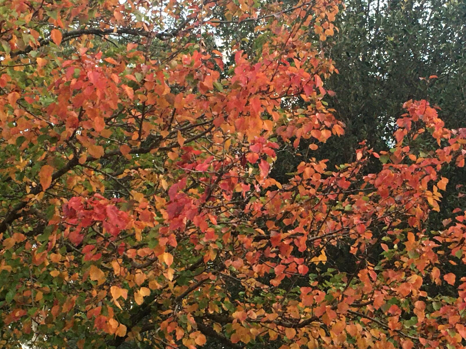 iPhone 6s back camera 4.15mm f/2.2 sample photo. Autumn, berry, foliage photography