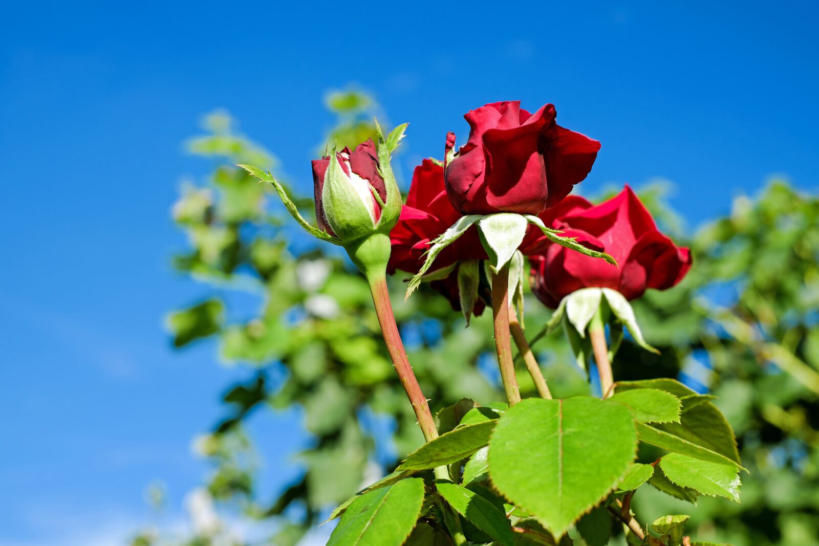 Fujifilm X-T10 + Fujifilm XF 35mm F1.4 R sample photo. Rose, flower, rose blooms photography
