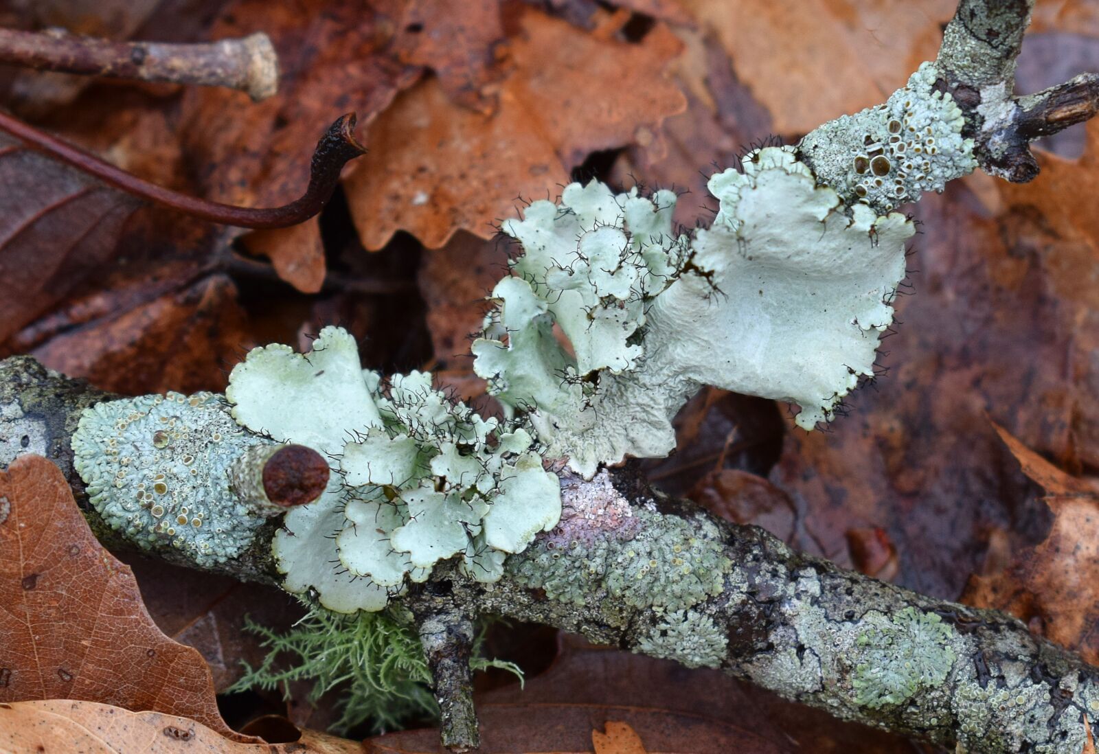 Nikon D3300 sample photo. Lichens on forest floor photography