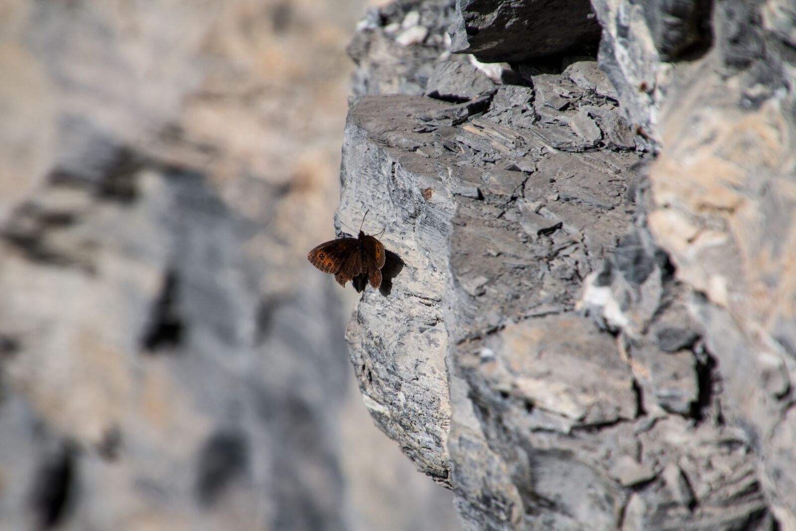 Canon EOS 70D + Tamron 16-300mm F3.5-6.3 Di II VC PZD Macro sample photo. Butterfly, rock wall, rock photography