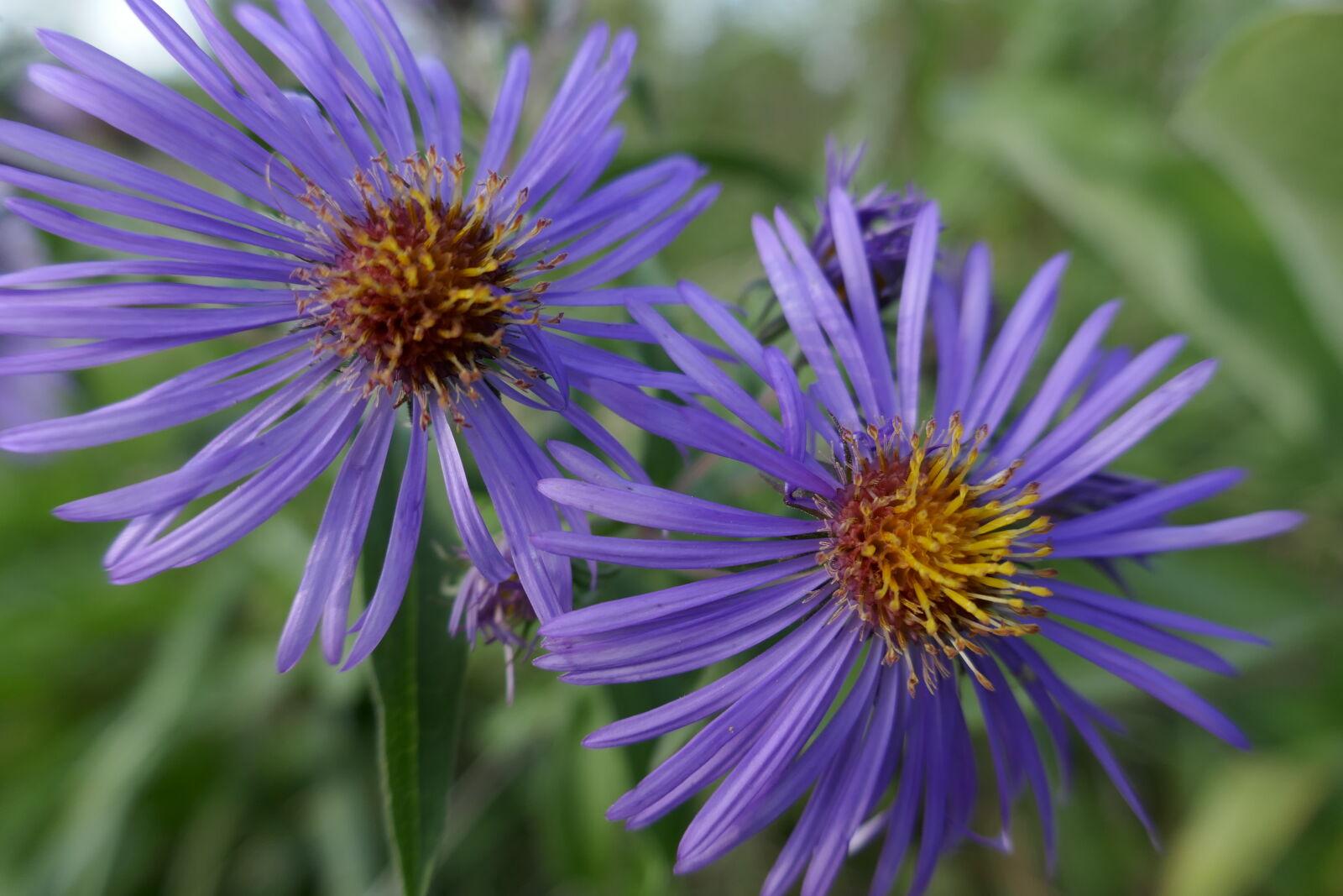 Panasonic Lumix DMC-ZS100 (Lumix DMC-TZ100) sample photo. Flowers, purple, flowers, wildflowers photography