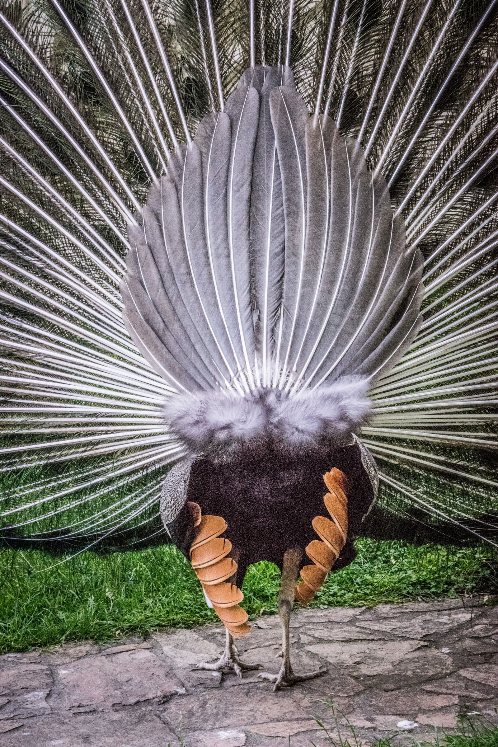 Nikon D5300 sample photo. Peacock, background, bird photography