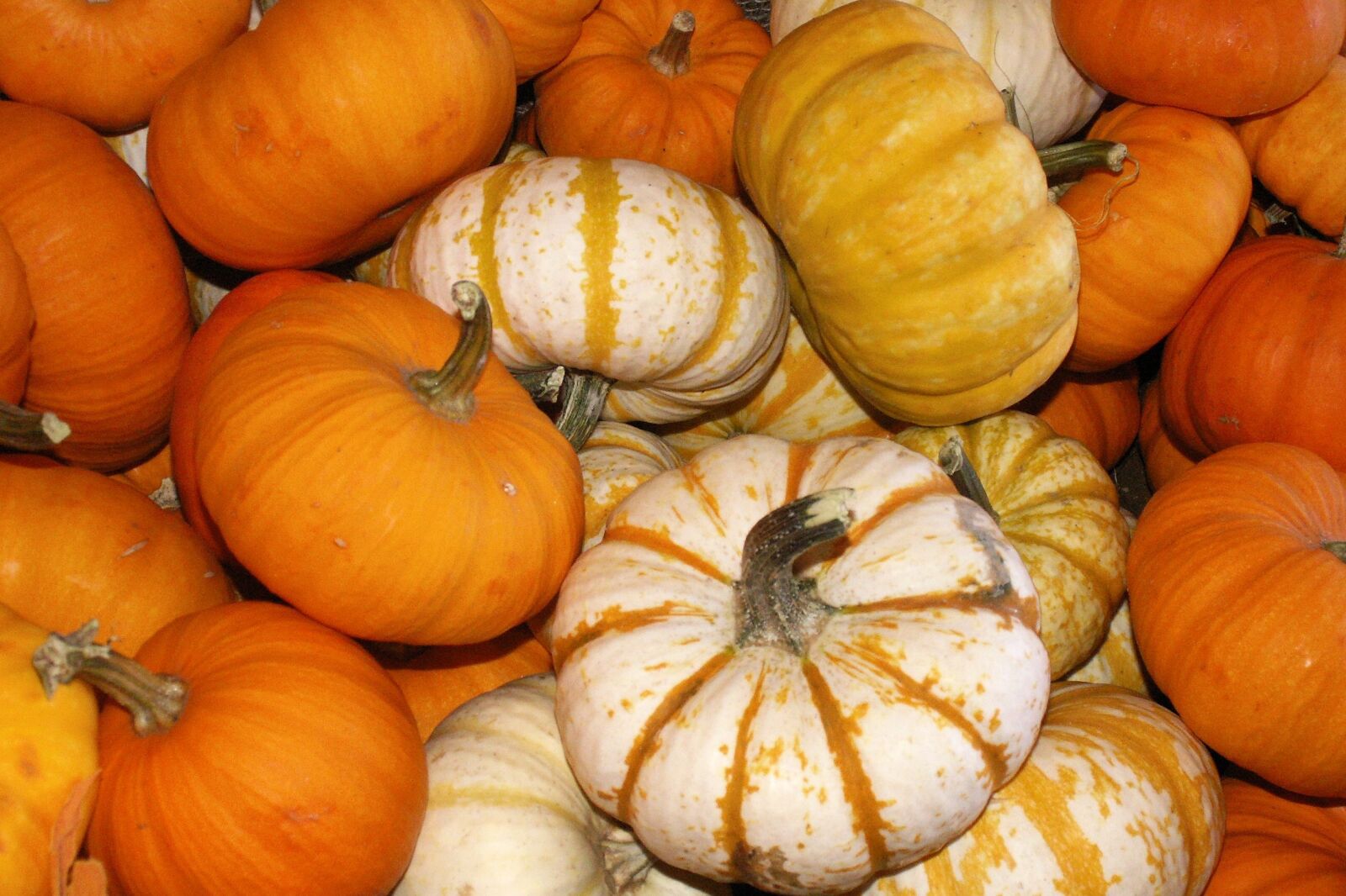 KONICA MINOLTA DiMAGE Z6 sample photo. Pumpkin, fall, harvest photography