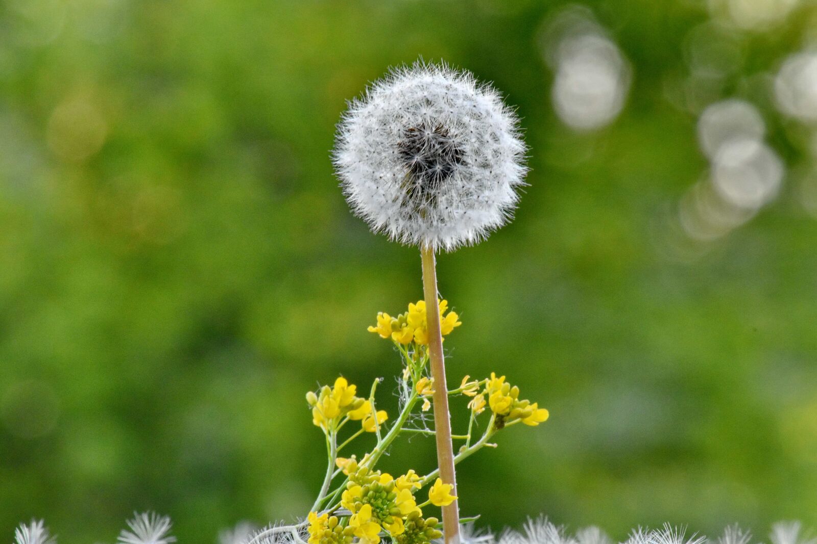 Nikon D5500 sample photo. Dandelion, flower garden, meadow photography