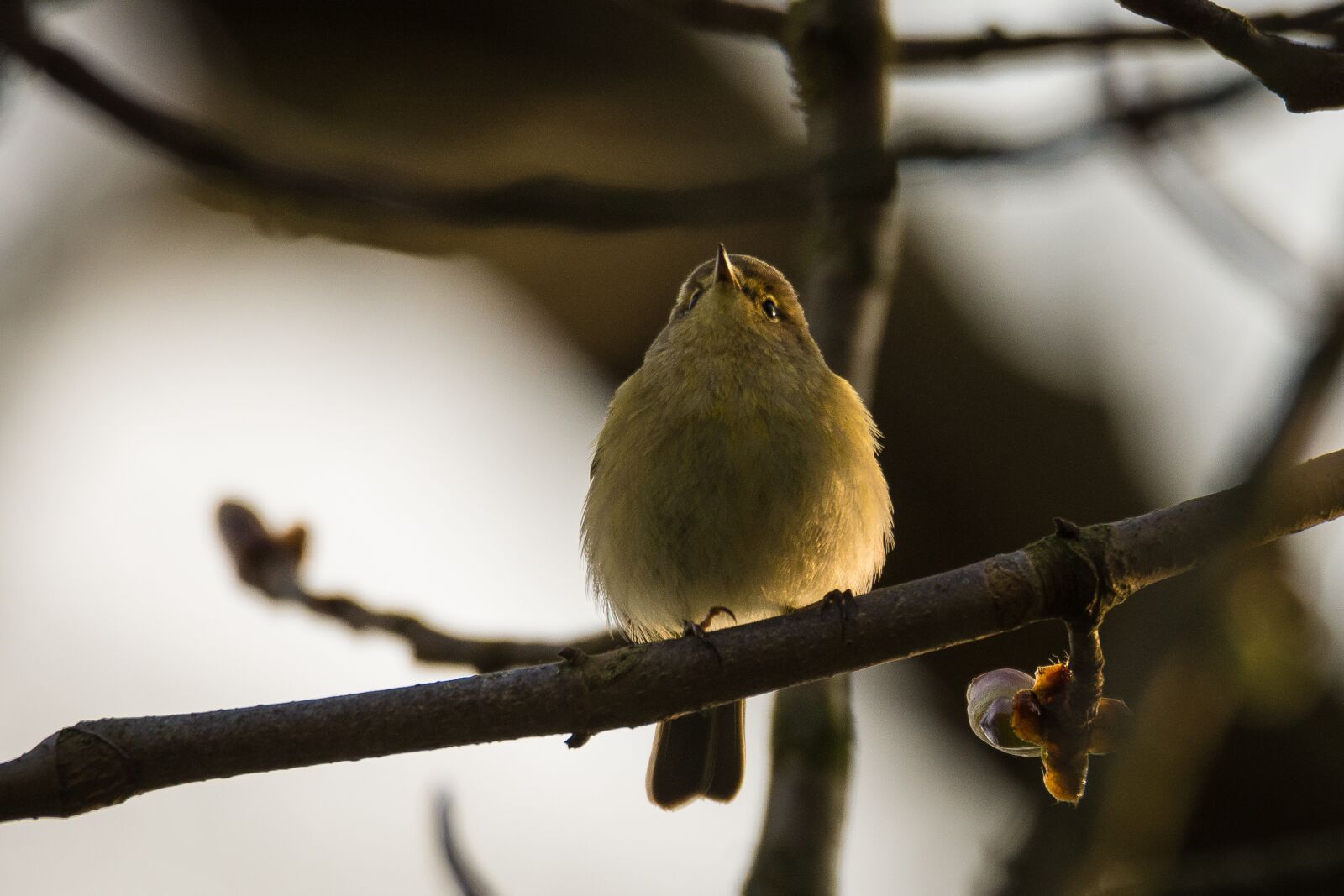 Nikon D7200 sample photo. Willow warbler, bird, songbird photography