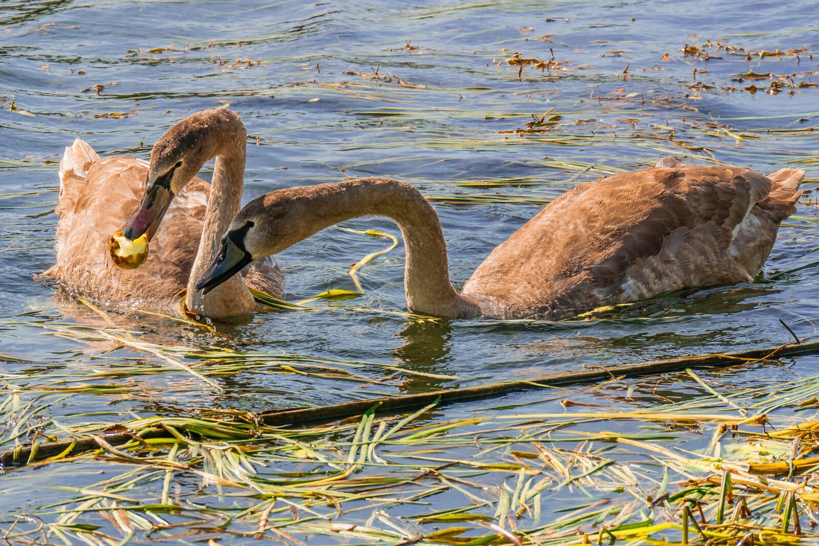 Panasonic DMC-G81 sample photo. Swans, water bird, young photography
