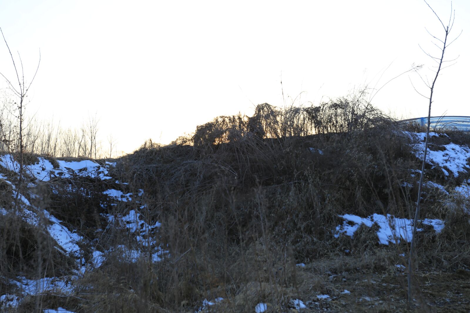 Canon EOS 6D + Canon EF 17-40mm F4L USM sample photo. Forest, weeds, snow photography