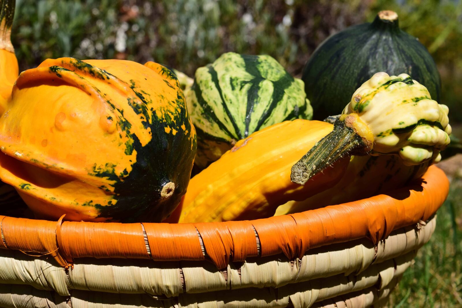 Nikon D3300 sample photo. Food, nature, vegetable, pumpkin photography