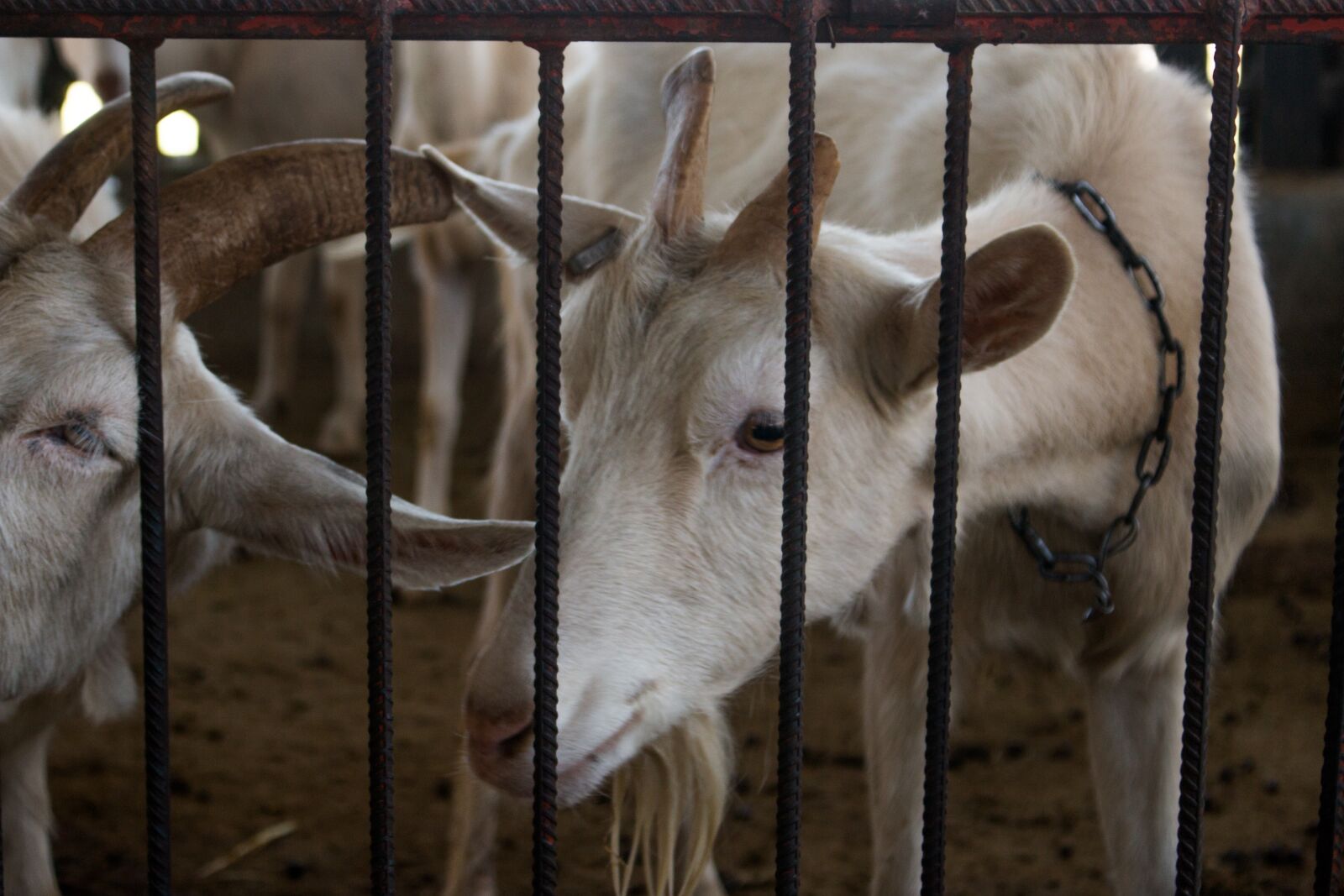 Canon EOS 70D sample photo. Farm, barn, livestock photography