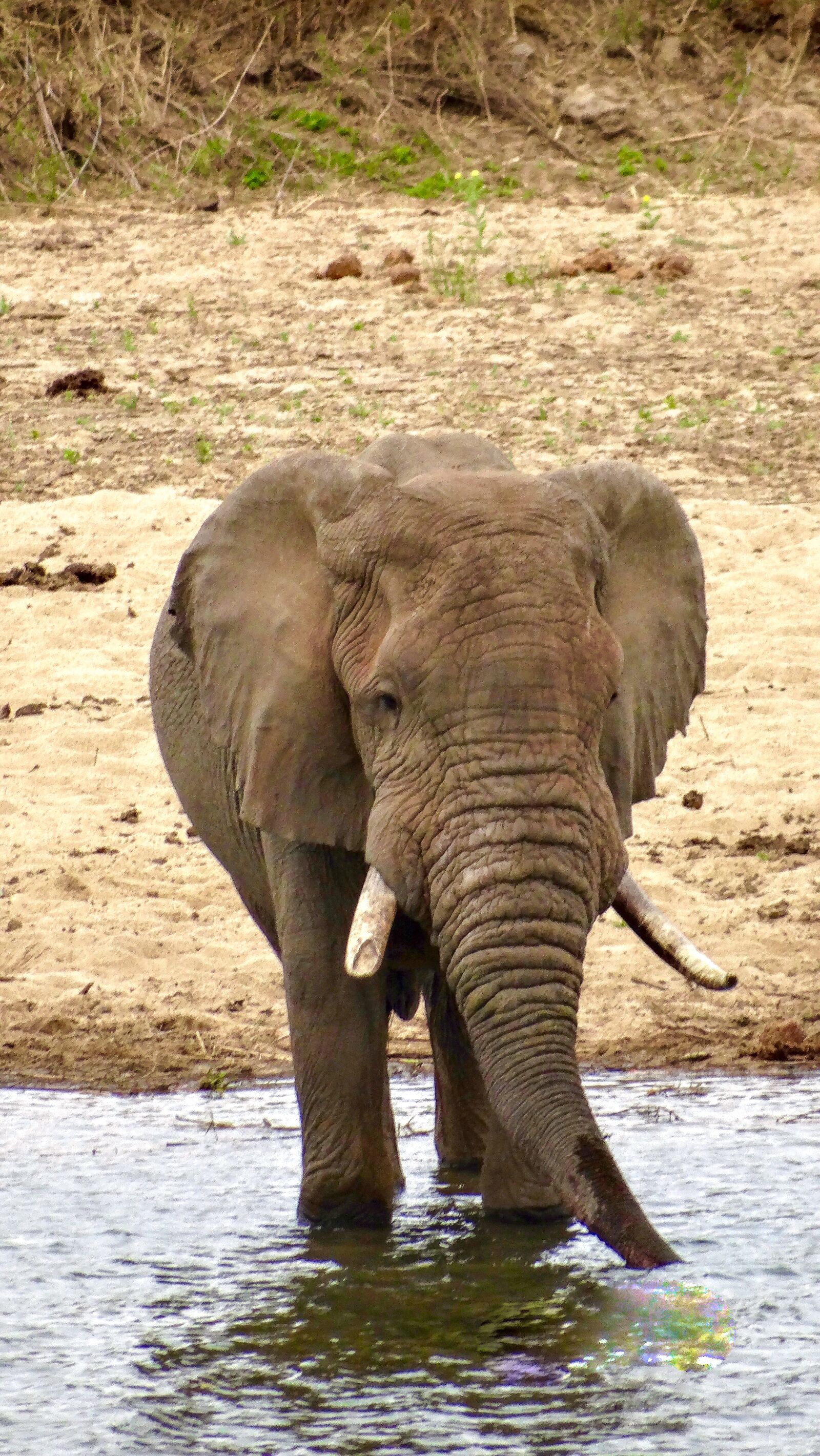Sony Cyber-shot DSC-HX300 sample photo. Elephant, wild, river photography