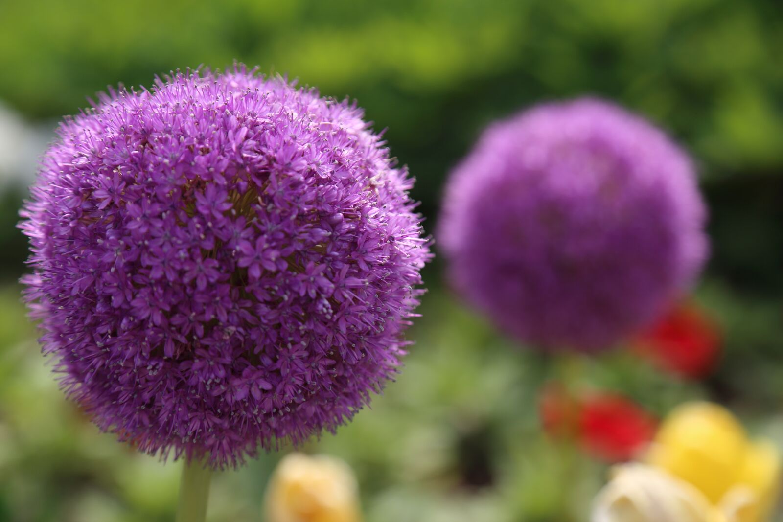 Canon EOS 6D + Canon EF 24-105mm F4L IS USM sample photo. Flowers, plants, pink flower photography