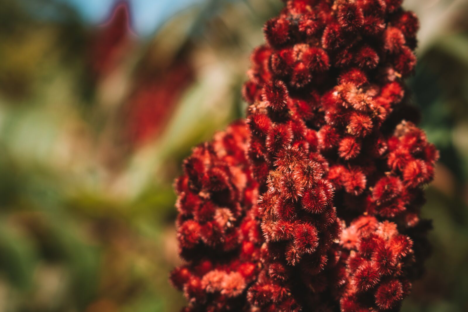 Nikon D5600 sample photo. Sumac, red, plant photography