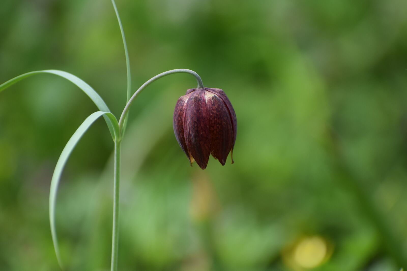 Nikon D3300 sample photo. Tulip motley, fritillaria meleagris photography