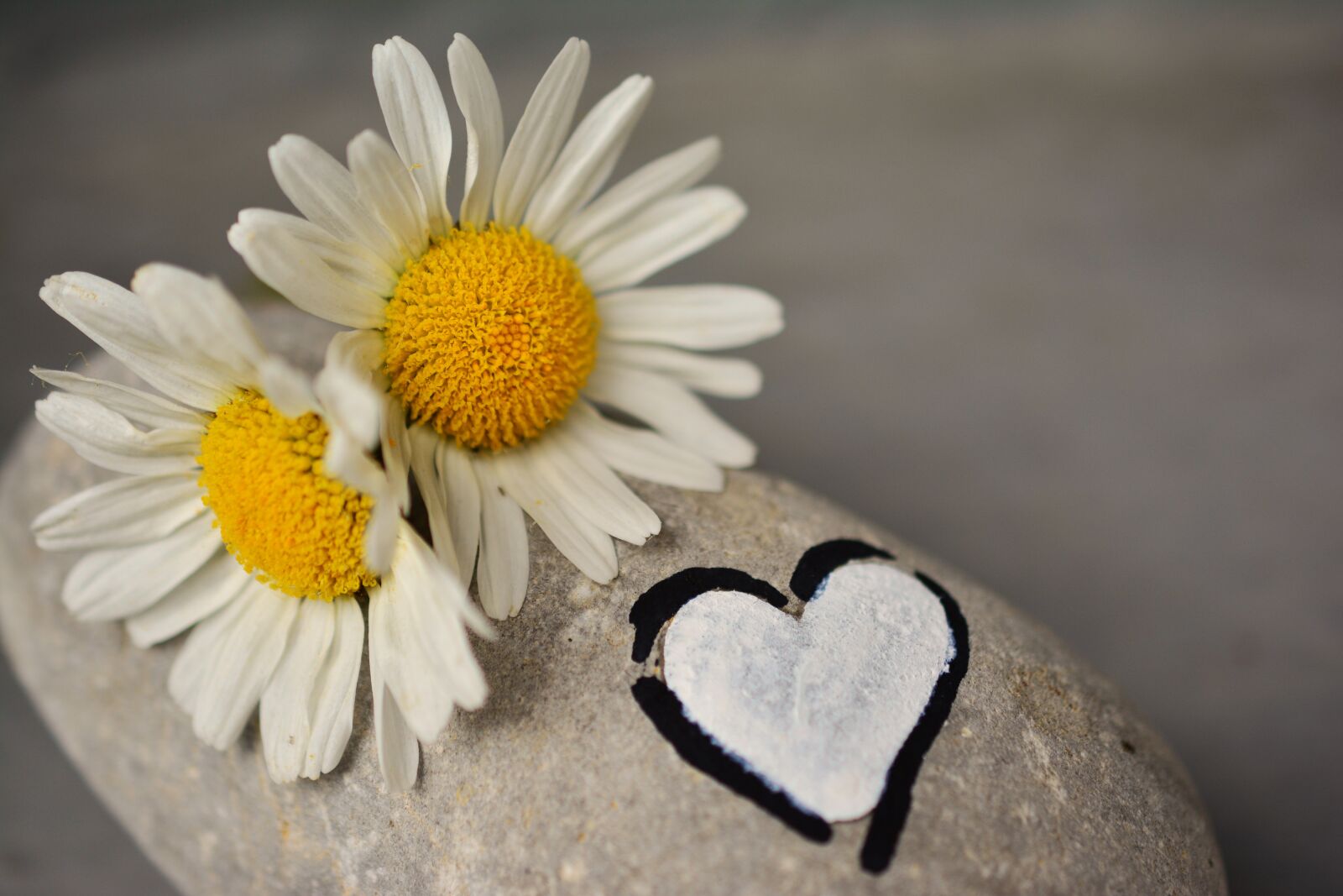 Nikon D5200 sample photo. Daisies, stone, heart photography