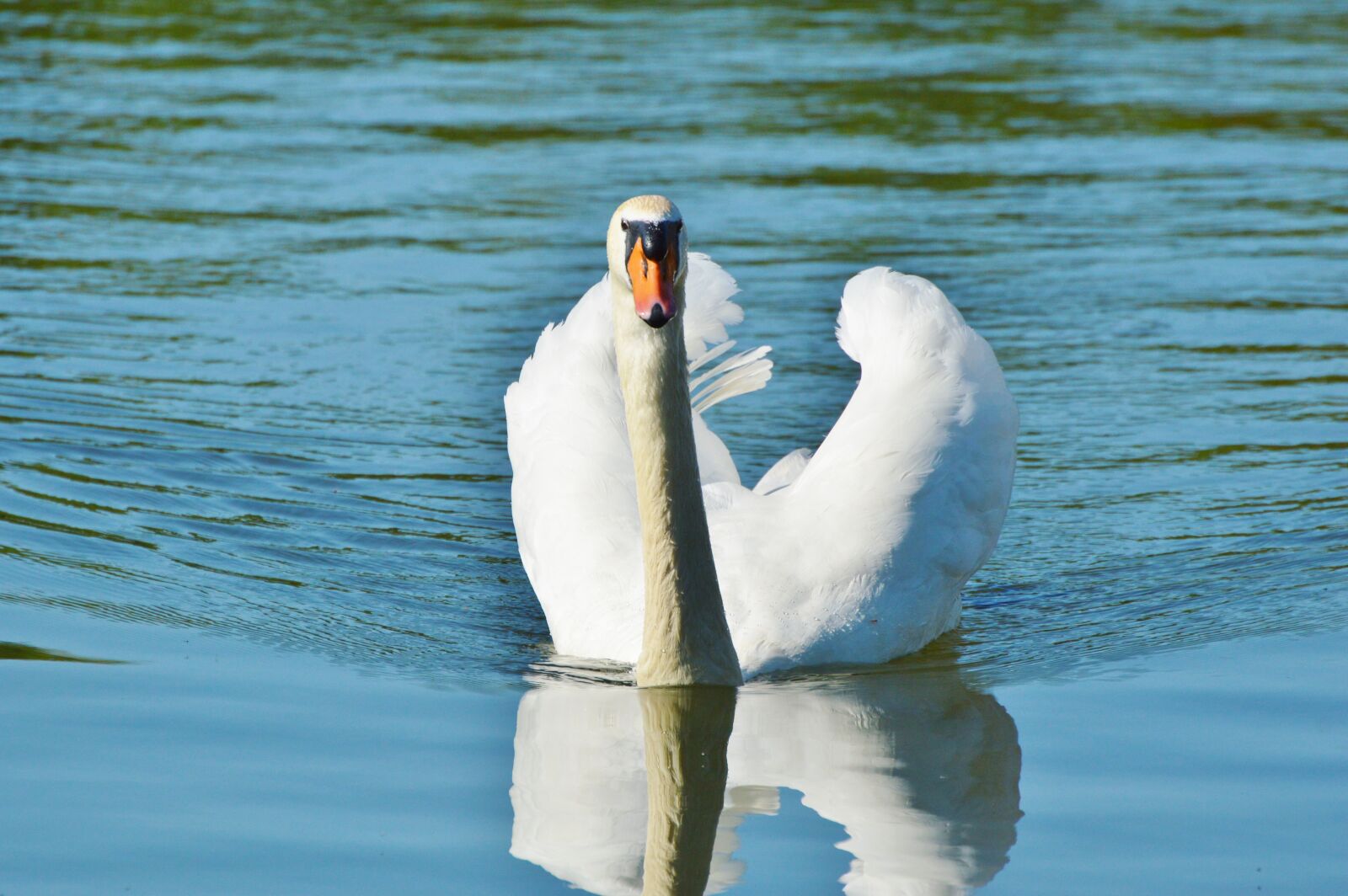 Nikon D3200 sample photo. Swan, bird, water bird photography