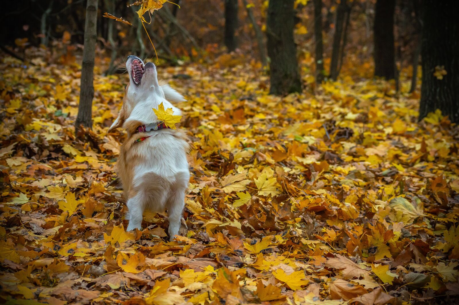 Nikon D3200 sample photo. Welsh corgi pembroke, corgi photography