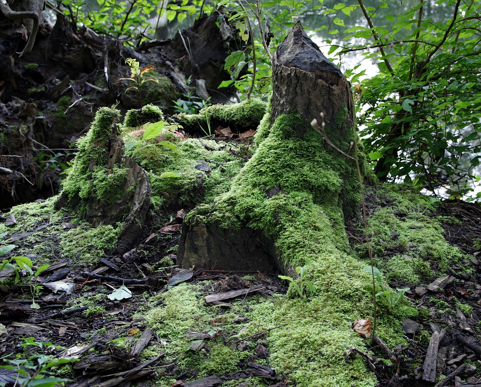 Pentax K-S2 sample photo. Lets go, wild forest photography