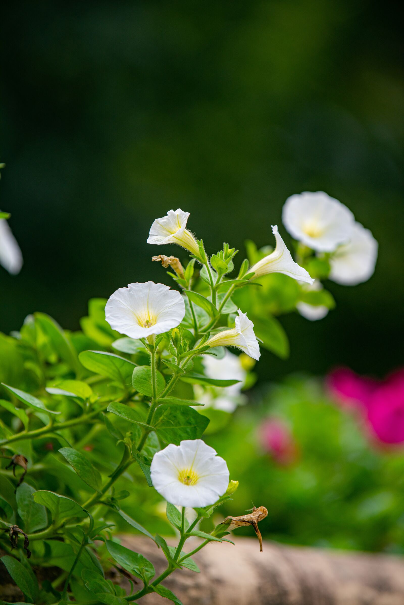 Nikon D810 sample photo. Flower, nest workshop, tree photography