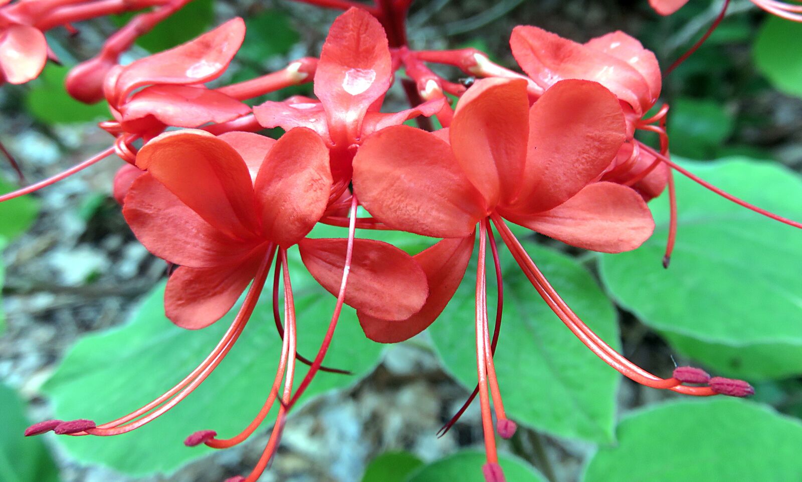 Canon PowerShot SX700 HS sample photo. Plant, flower, red photography