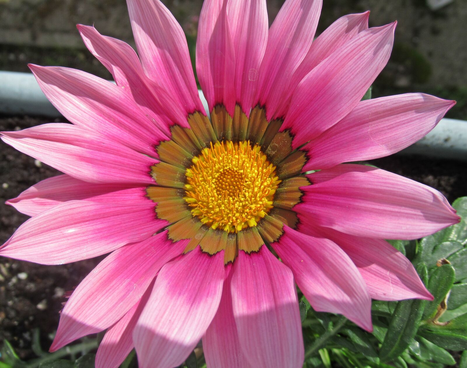 Canon PowerShot SX620 HS sample photo. Flower, plant, nature photography