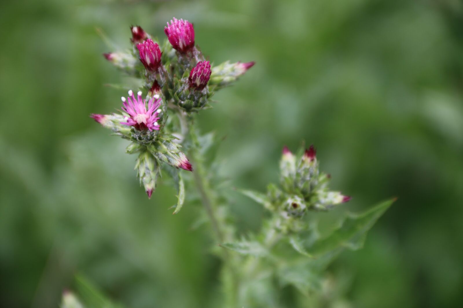 Canon EF-S 18-135mm F3.5-5.6 IS sample photo. Pink, purple, flower photography