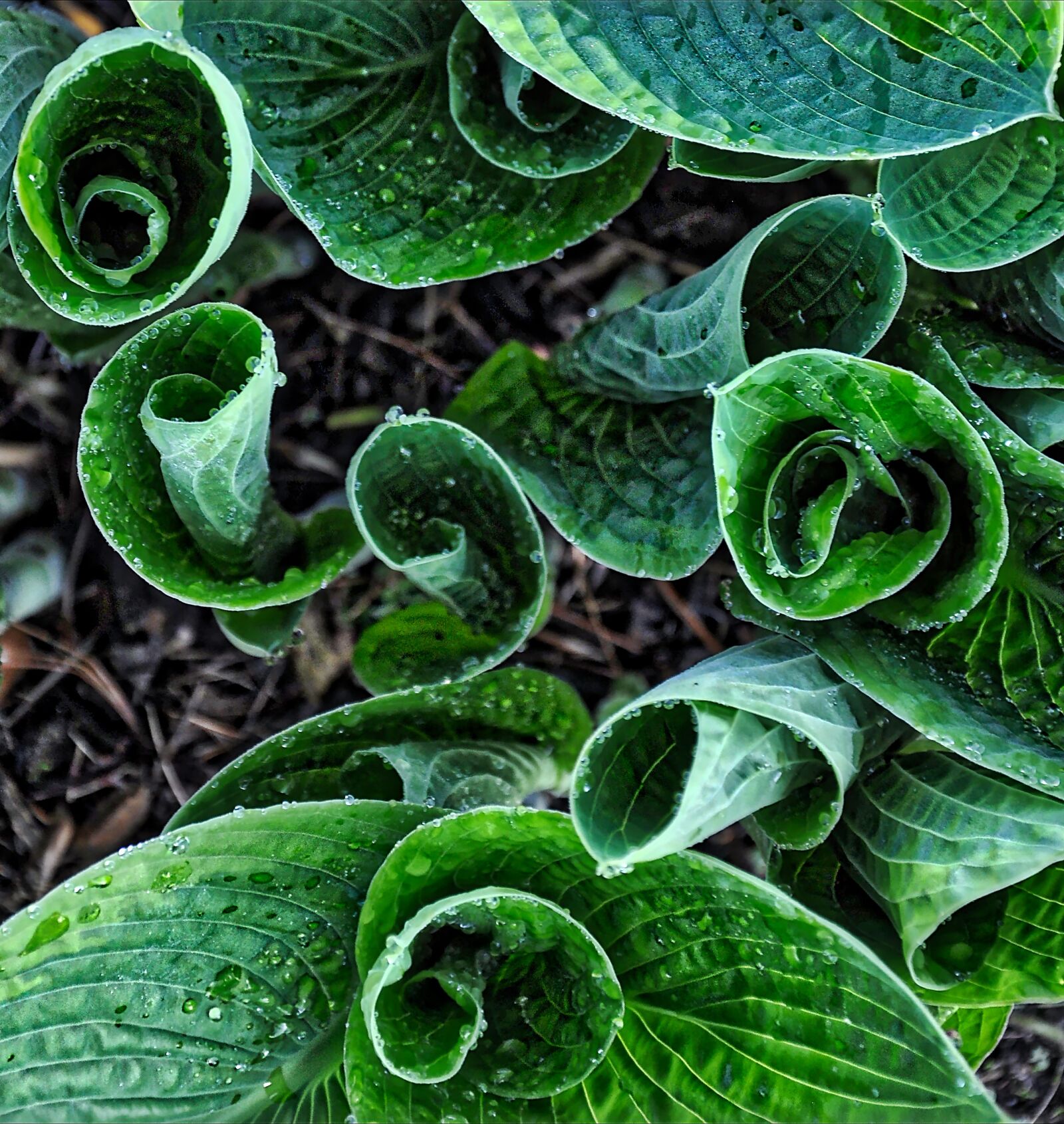 Nikon D90 sample photo. Hosta, specimen, special photography