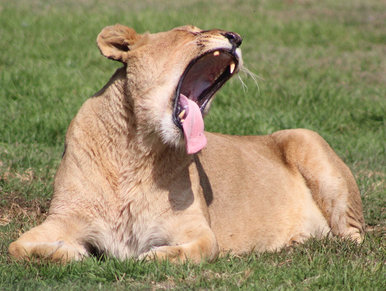 Canon EOS 1300D (EOS Rebel T6 / EOS Kiss X80) + Canon EF 75-300mm f/4-5.6 sample photo. Female, lion, lion, yawning photography