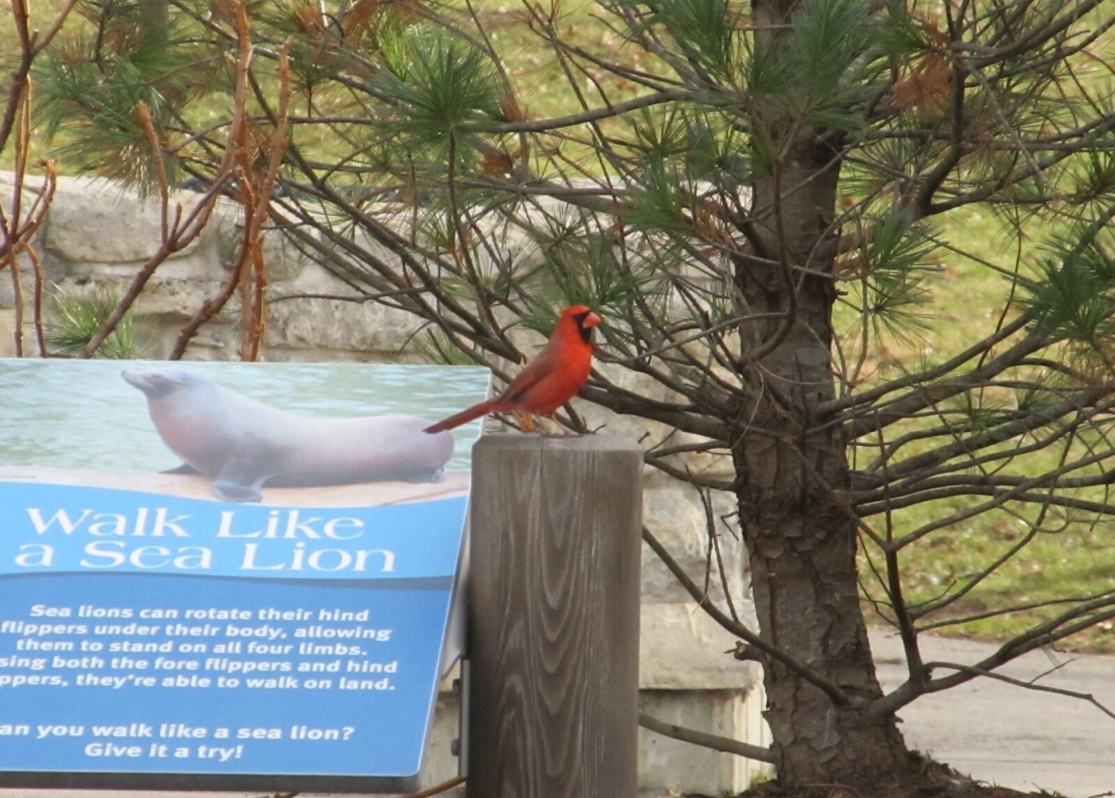 Canon PowerShot SX130 IS sample photo. Cardinal, male, redbird photography