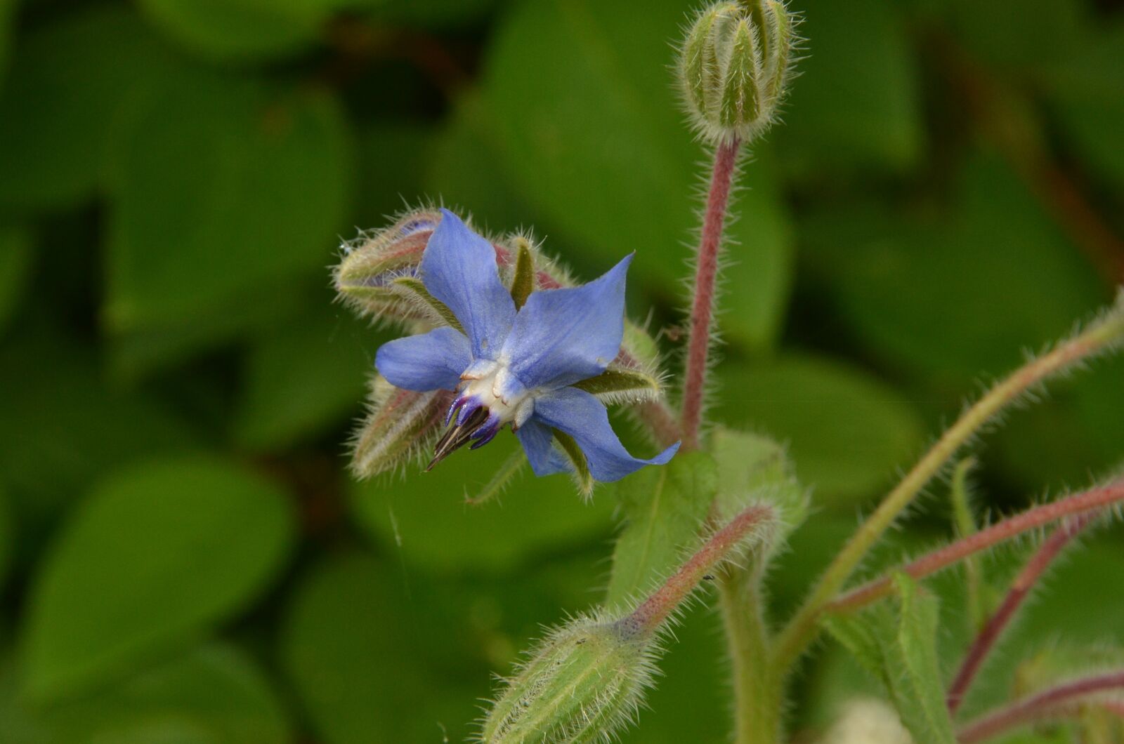 Nikon D7000 sample photo. Nature, plant, green photography