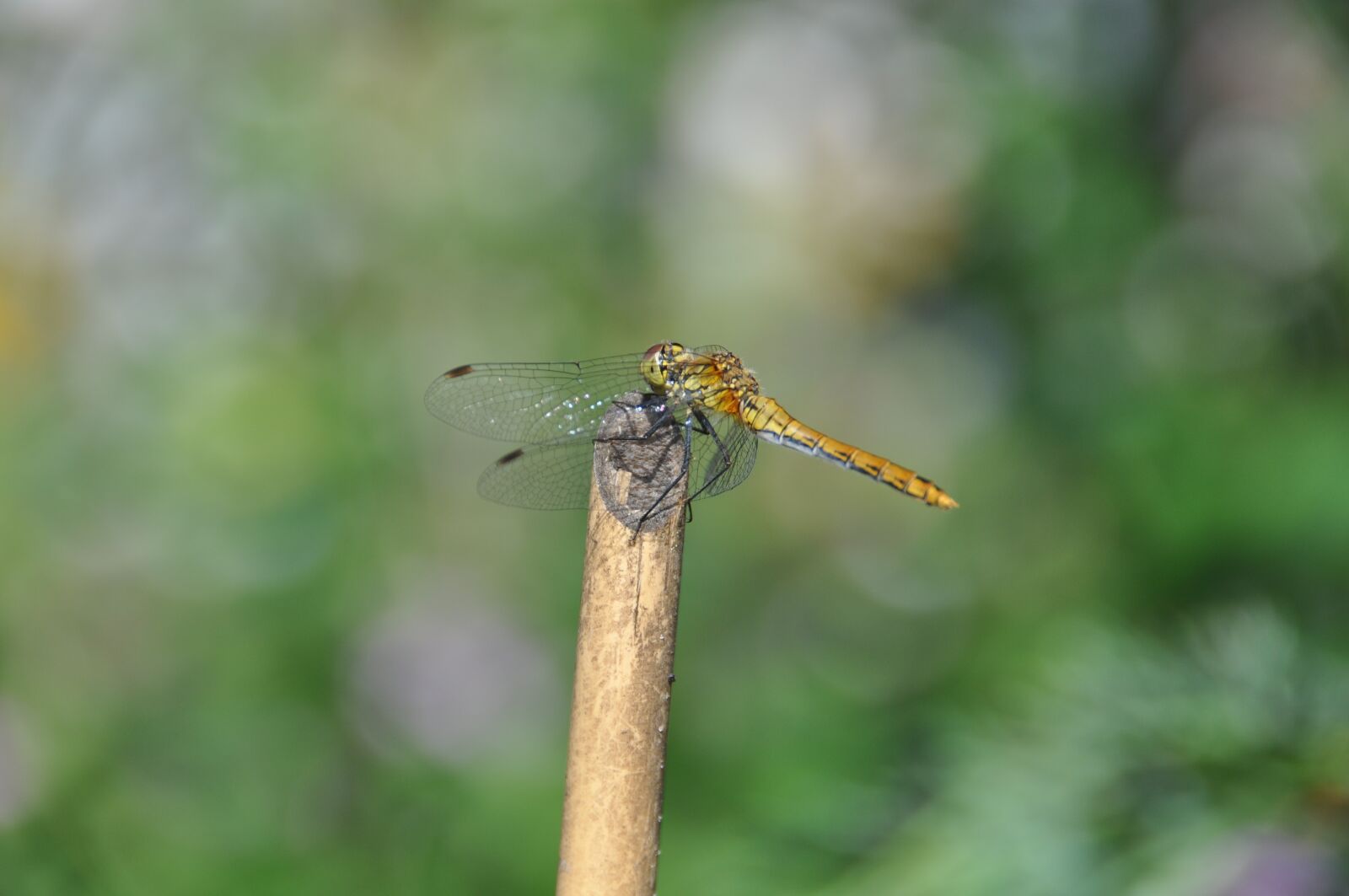Nikon D90 sample photo. Dragonfly, red dragonfly, insect photography