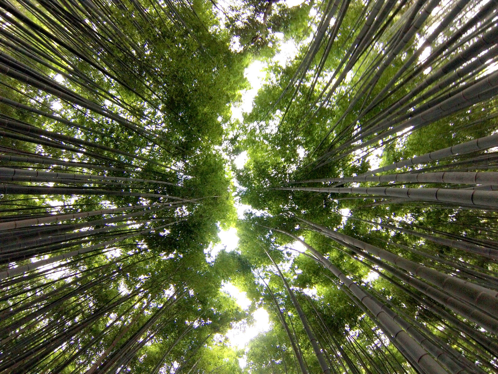 GoPro Hero3-Silver Edition sample photo. Bamboo, trees, green, japan photography