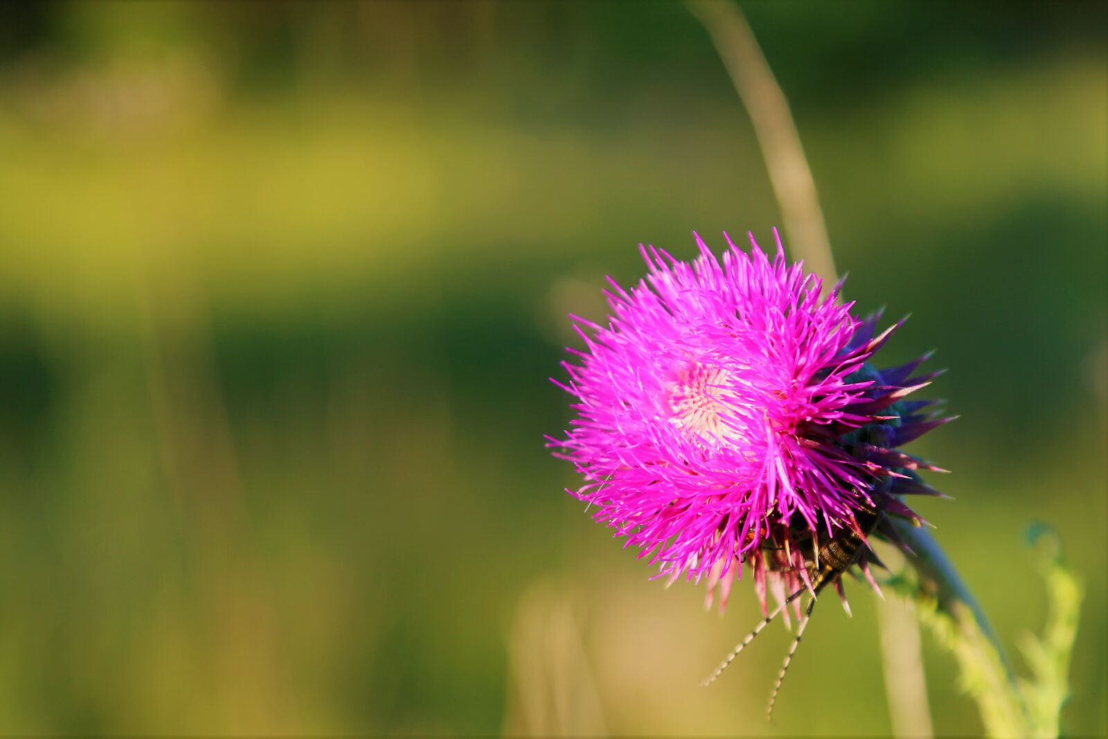 Canon EOS 5D Mark III sample photo. Flower, spring, dea photography
