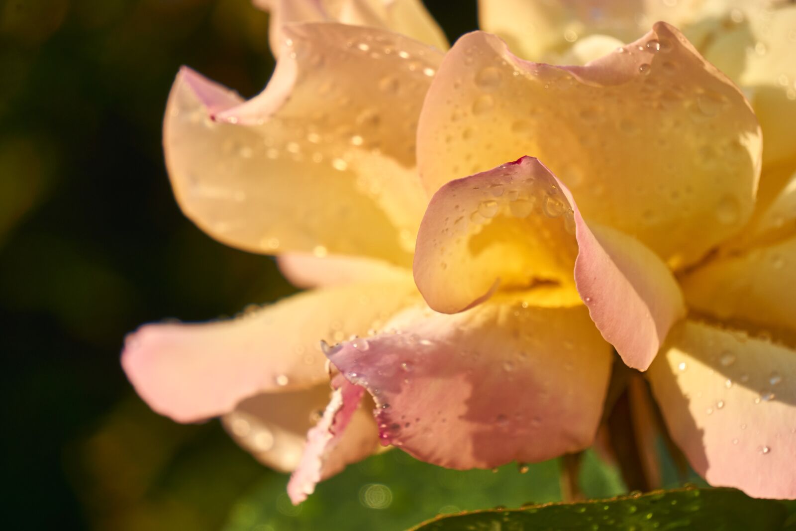 Sony E 55-210mm F4.5-6.3 OSS sample photo. Rose, blossom, bloom photography