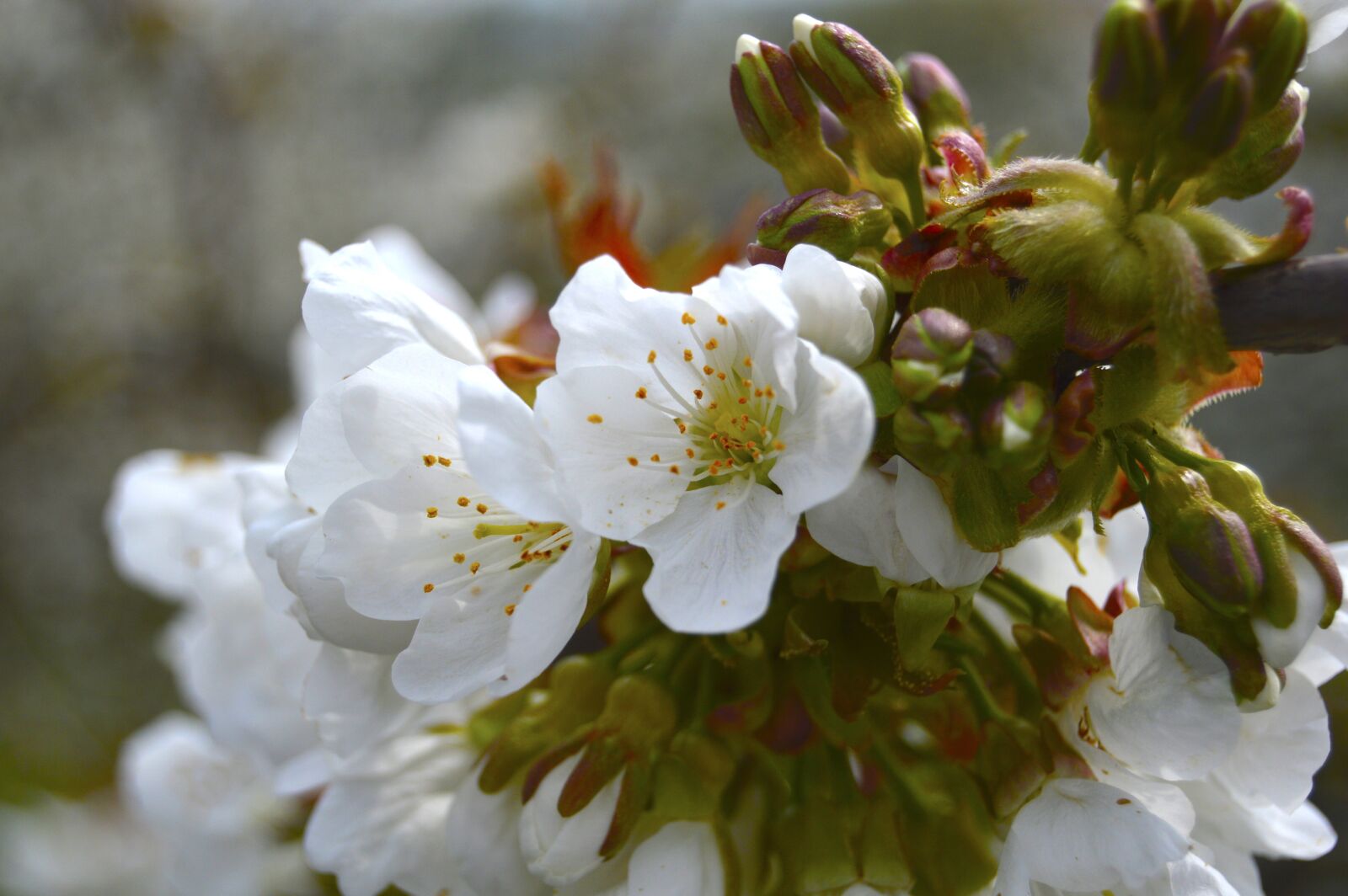 Nikon D3200 sample photo. Spring, cherry, cherry blossom photography