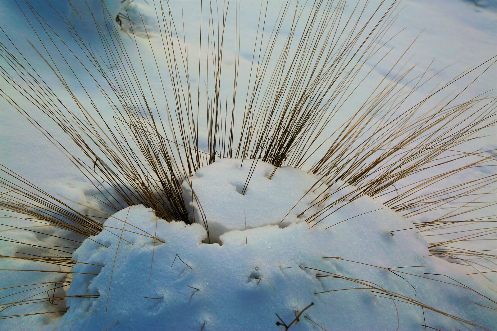 Canon EF 24-105mm F4L IS USM sample photo. Snow, winter, nature photography
