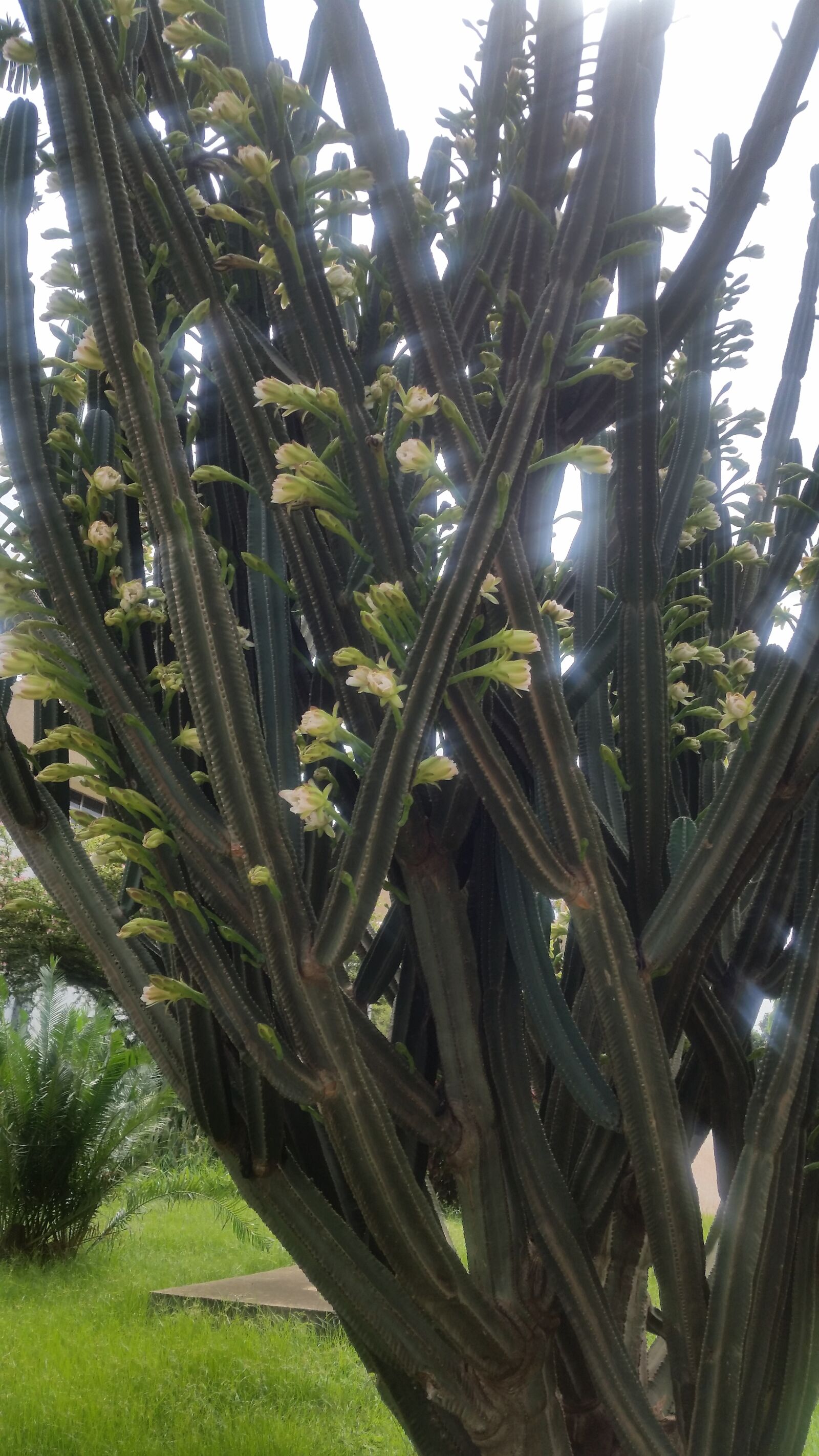 Samsung Galaxy S5 sample photo. Cactus, plant, nature photography