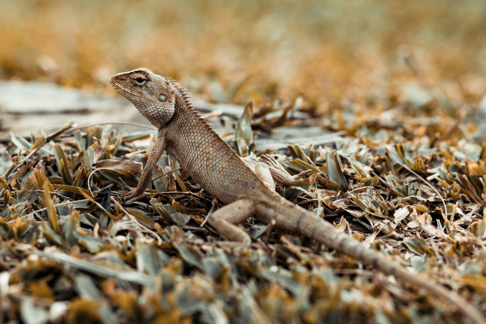 Canon EOS 80D + Canon EF 85mm F1.8 USM sample photo. Iguana, animal, top photography