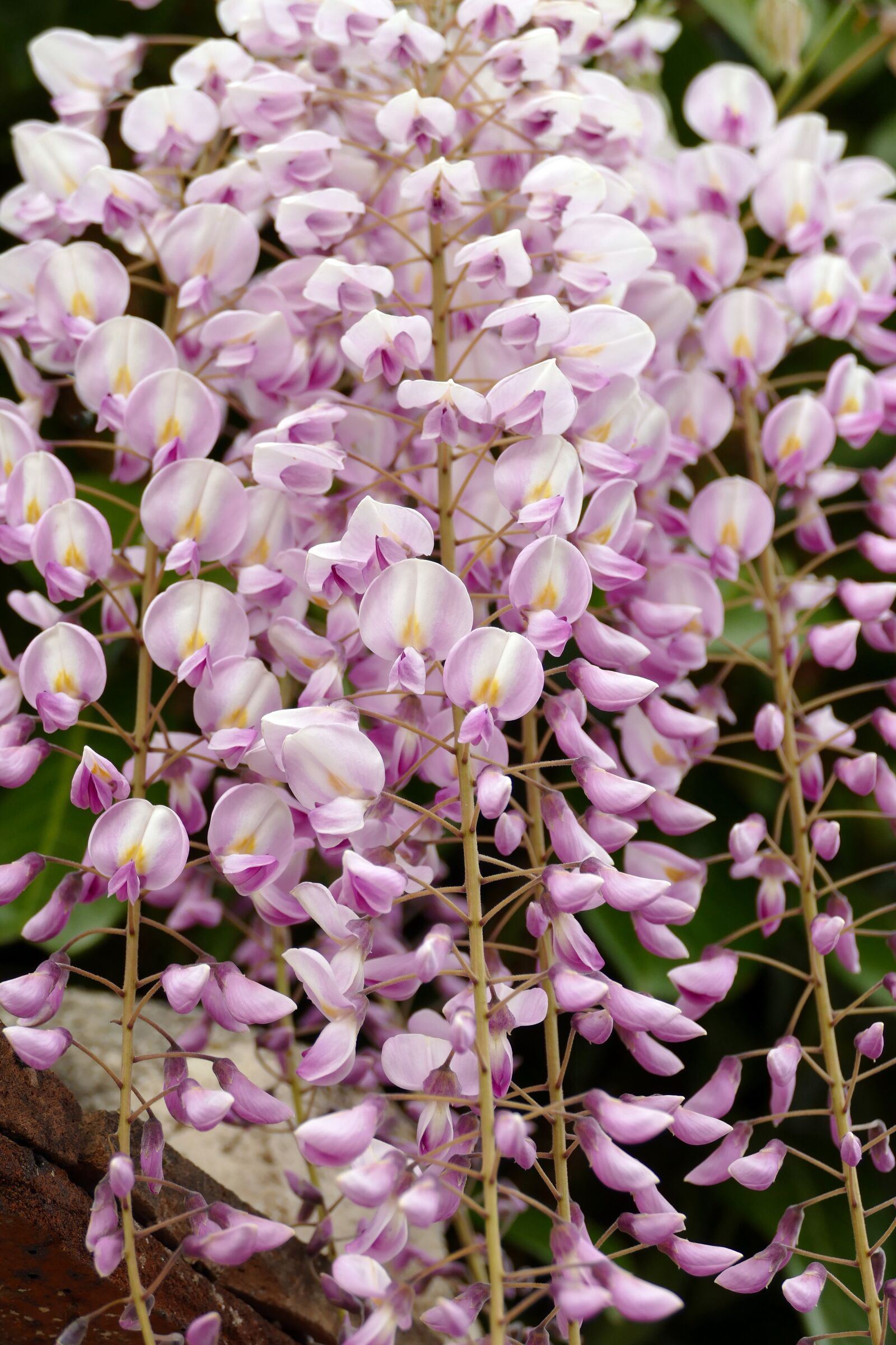 Panasonic Lumix DMC-FZ1000 sample photo. Wisteria, plant, creeper photography