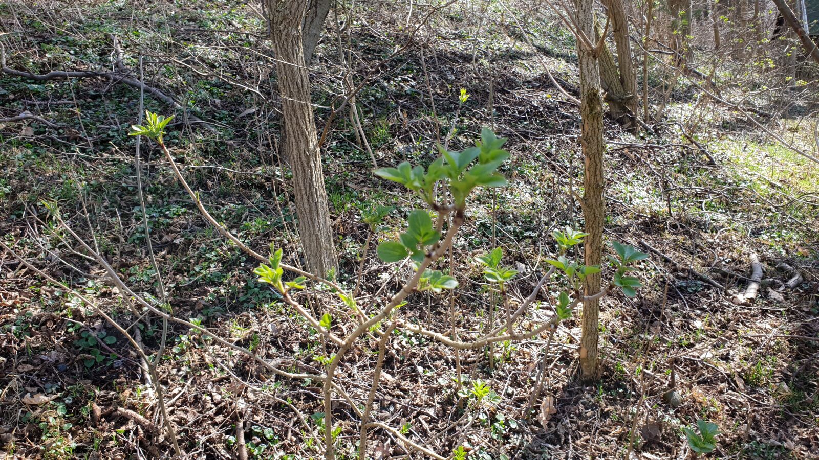 Samsung Galaxy S9+ sample photo. Spring, forest, leaves photography