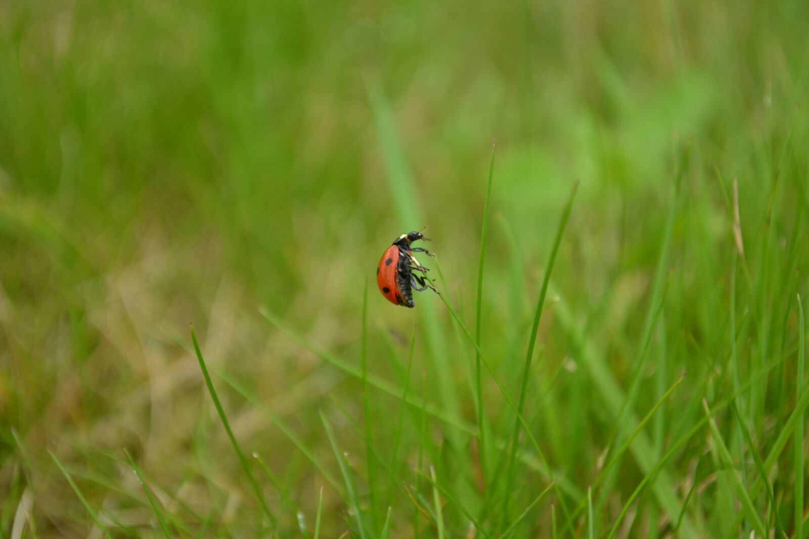 Nikon D3100 sample photo. Lawn, nature, outdoor photography