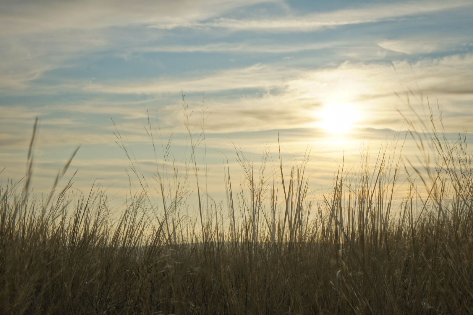 Sony Alpha NEX-5 sample photo. Sunset, grass, sky photography