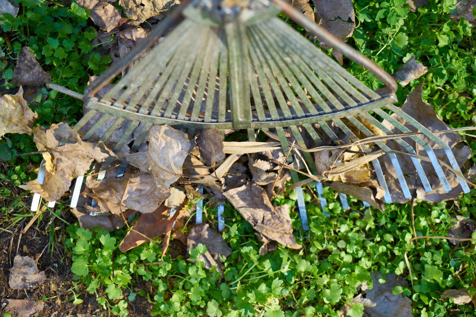 Sony a7R II sample photo. Autumn, the leaves are photography