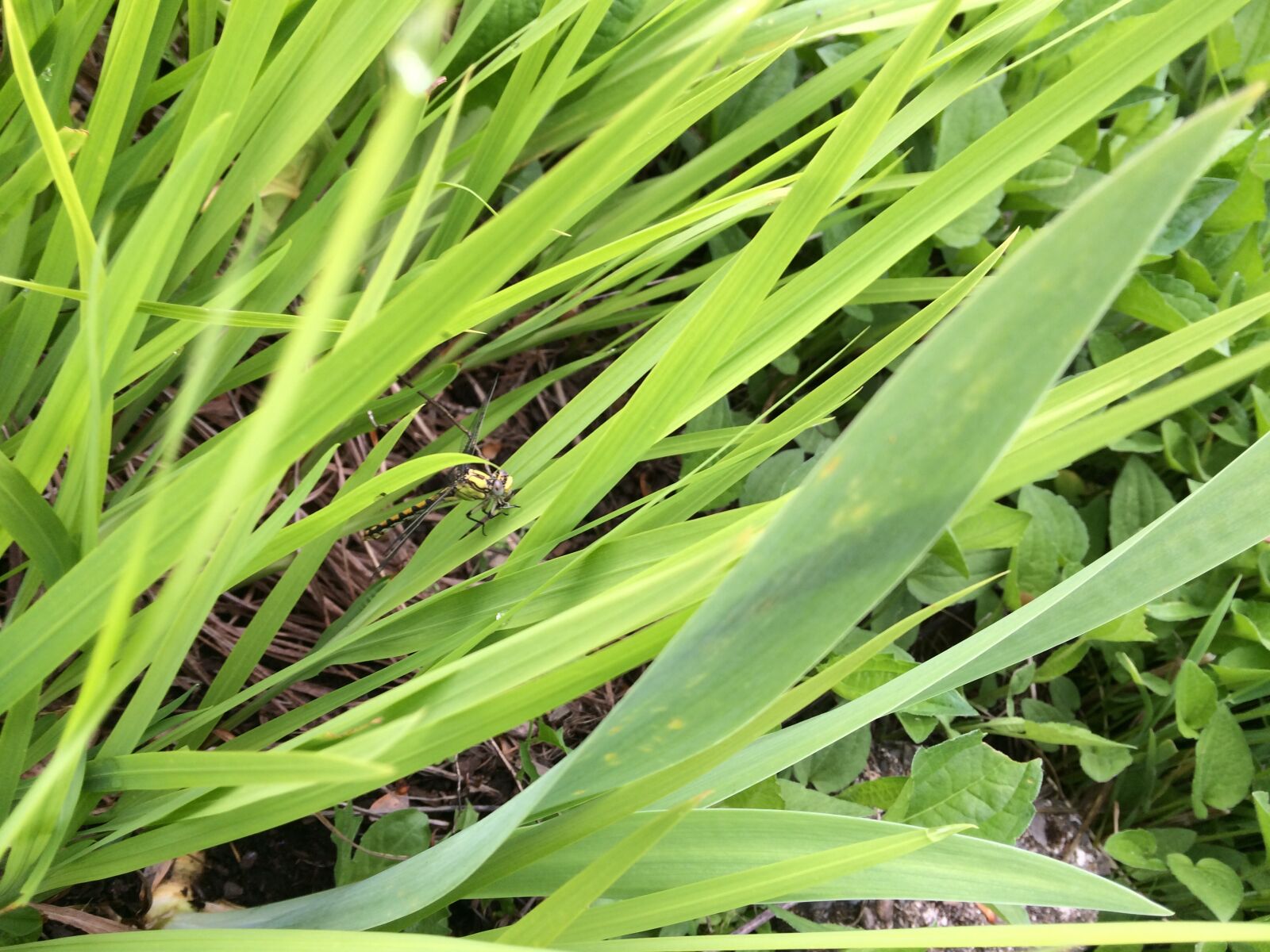 iPhone 5s back camera 4.15mm f/2.2 sample photo. Dragonfly, yellow, insect photography