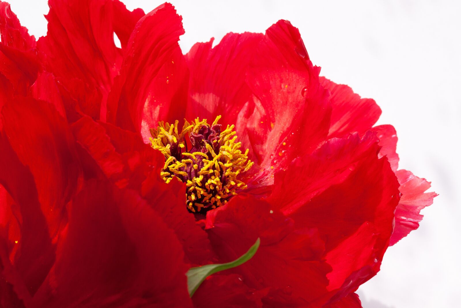 Canon EOS 50D sample photo. Pentecost, peony, flower photography