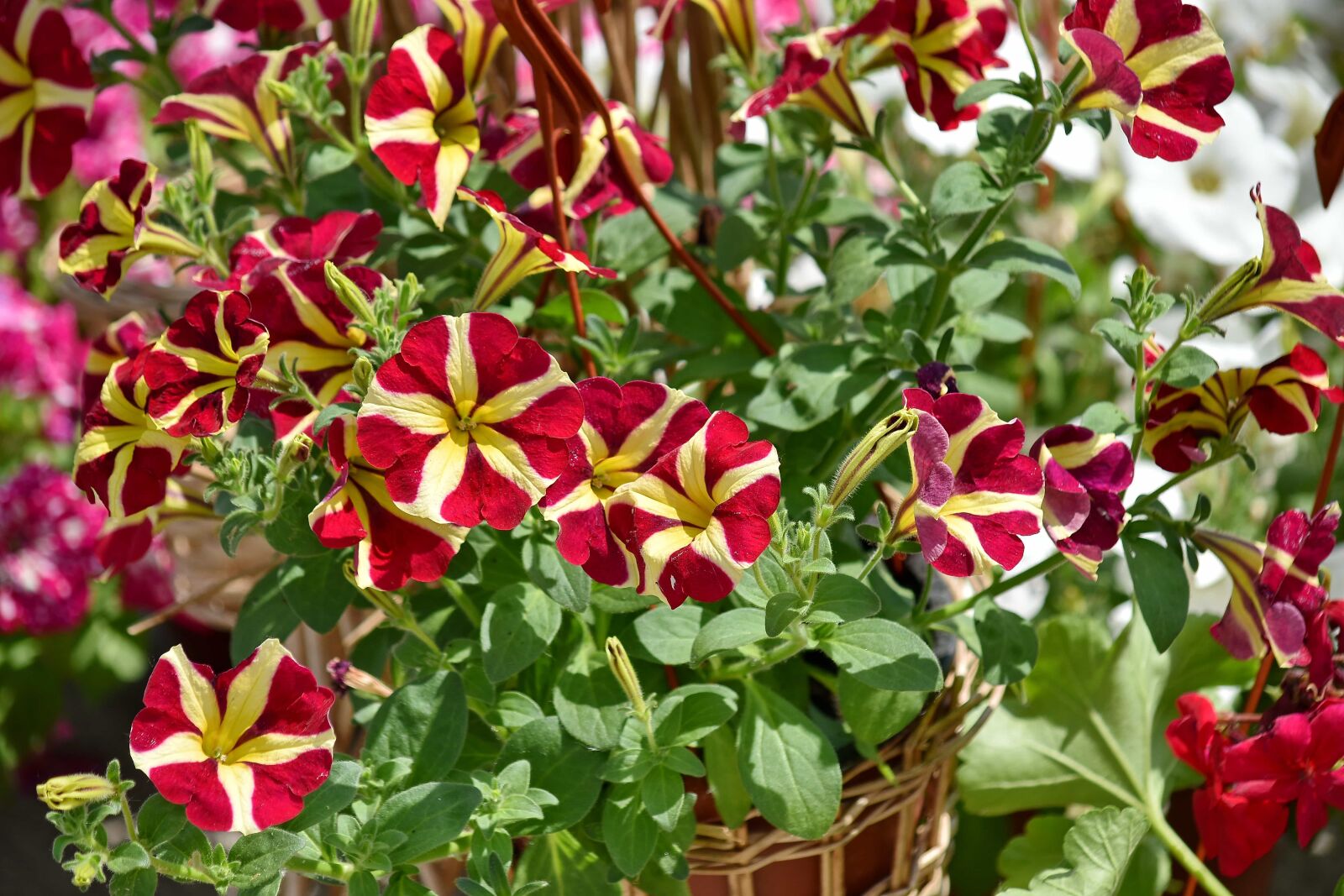 Nikon D5500 sample photo. Flower garden, flowerpot, horticulture photography