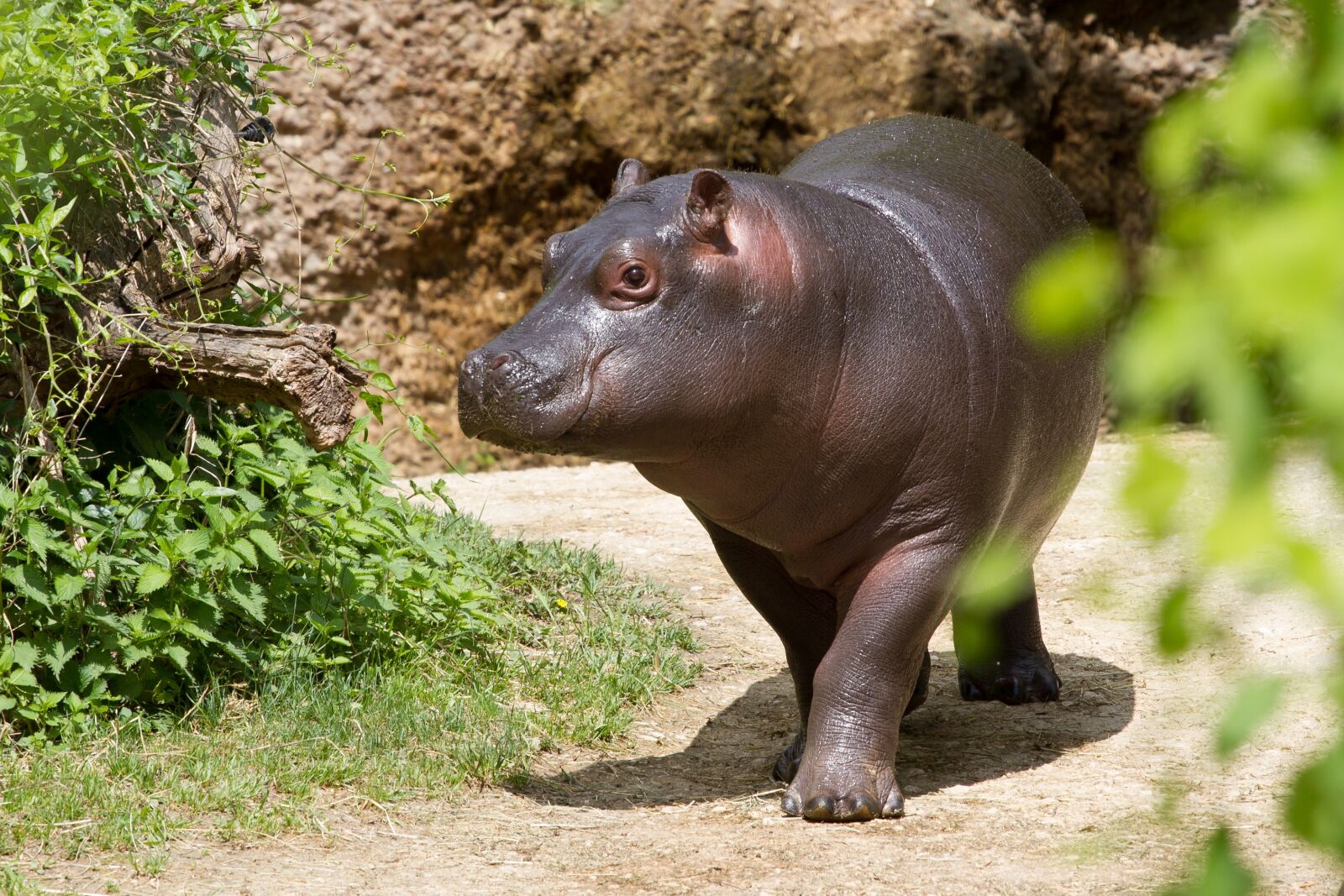 Canon EF 70-200mm F4L USM sample photo. Hippopotamus, zoo, young hippo photography