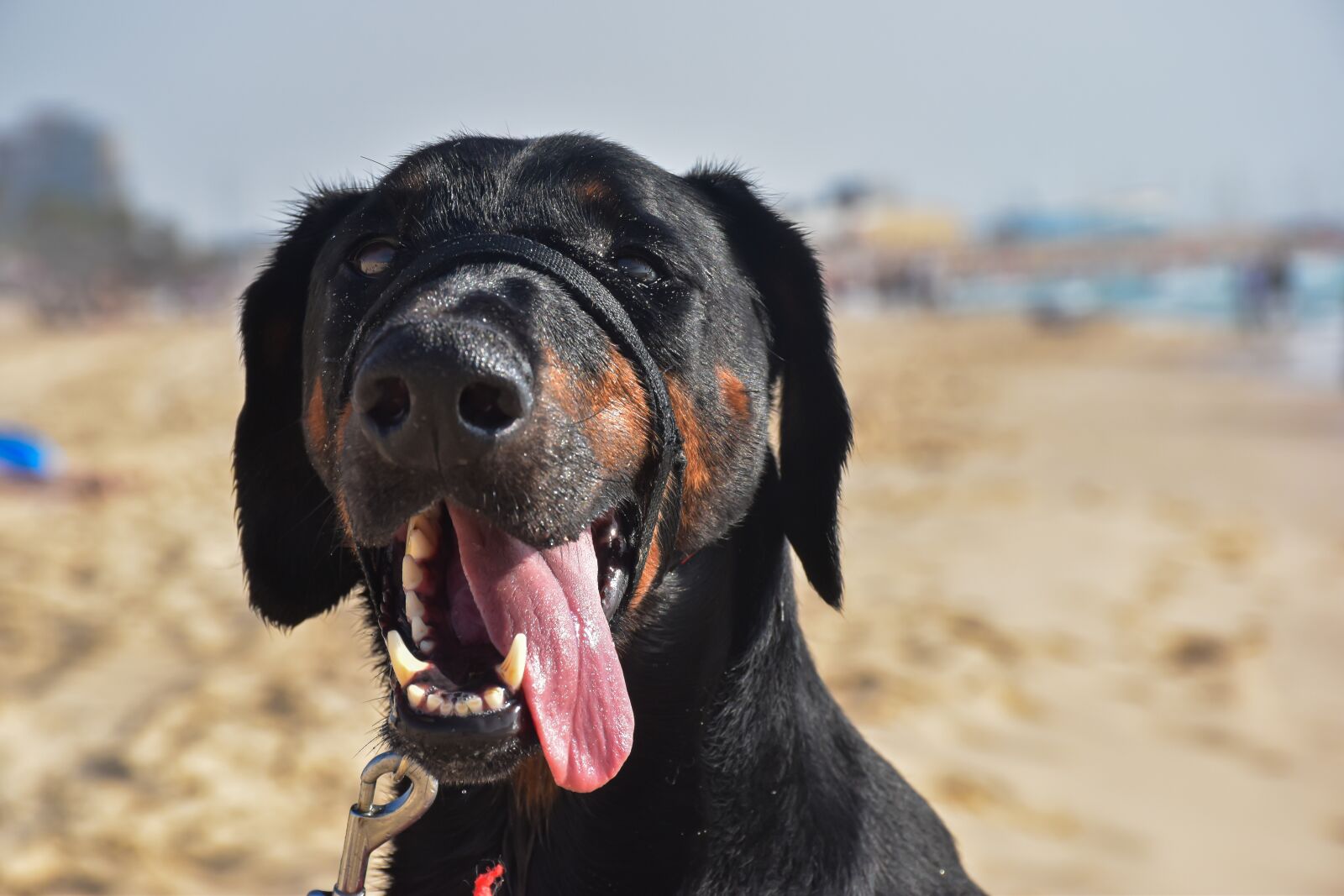 Nikon D5600 sample photo. Dog, big, animal photography