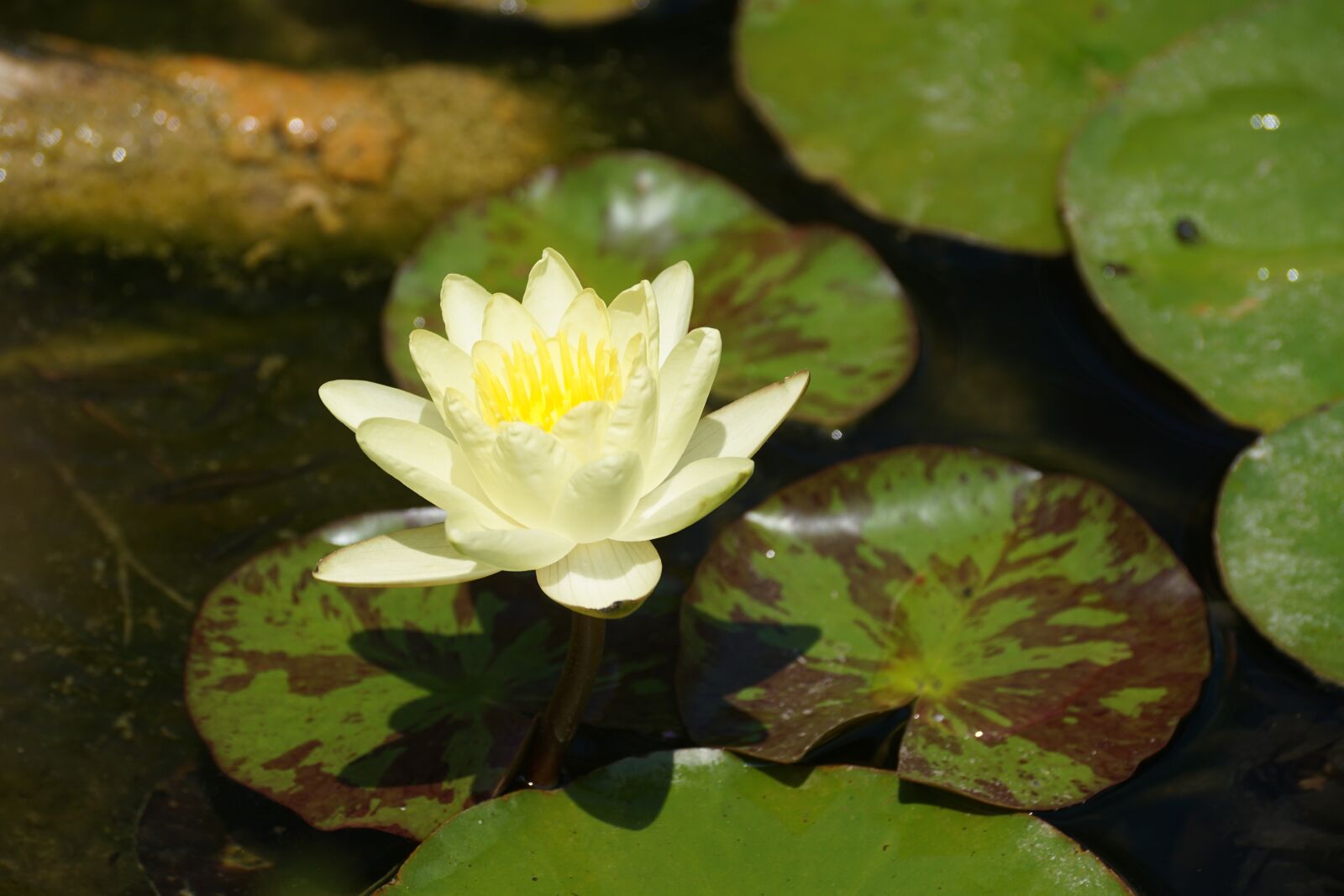 Sony DT 55-300mm F4.5-5.6 SAM sample photo. Nenuphar, yellow, flower photography
