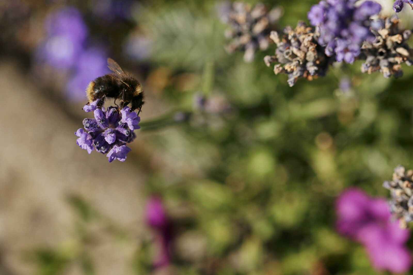 Canon EOS 7D Mark II sample photo. Bumblebee, insect, macro photography